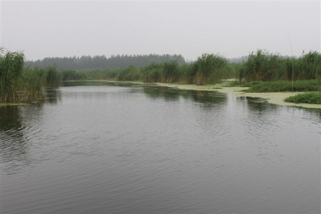 石龙湖湿地公园