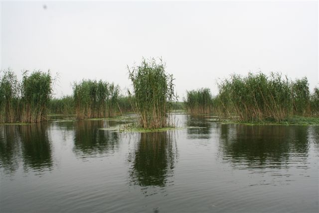 石龙湖湿地公园